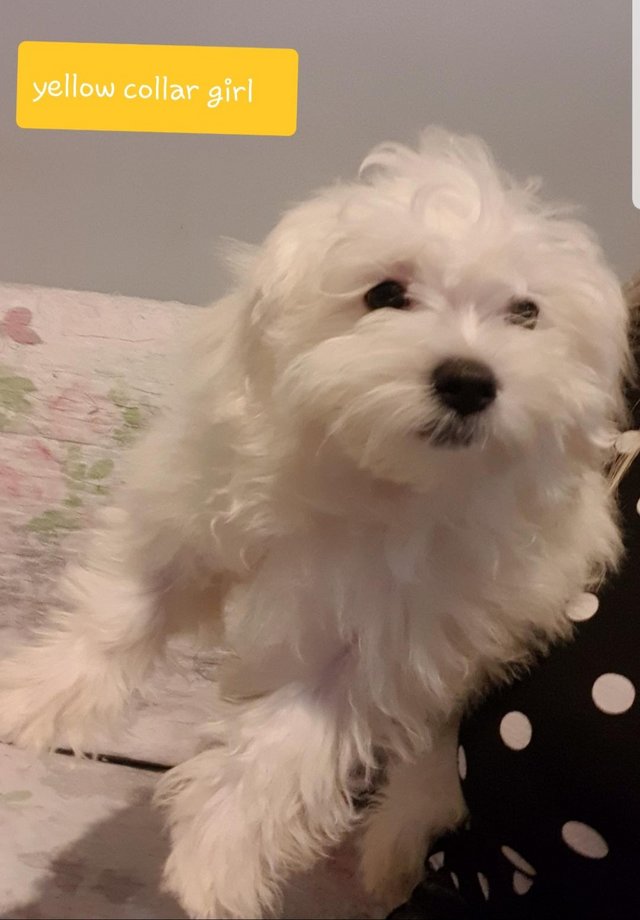 Preview of the first image of Korean maltese gorgeous puppies.