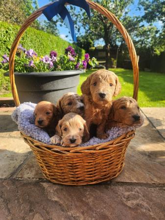 Image 8 of GORGEOUS COCKAPOO PUPPIES FOR SALE