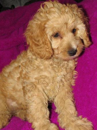 Image 27 of RED KC REG TOY POODLE FOR STUD ONLY! HEALTH TESTED