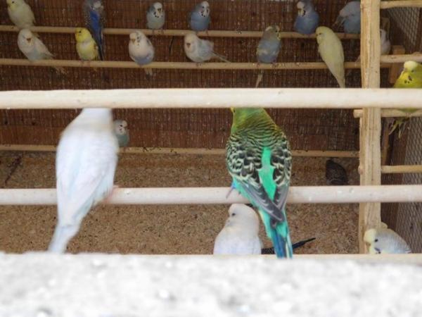 Image 17 of Budgies For Sale. Ideal Pets (Friendly) + Suit for Aviaries