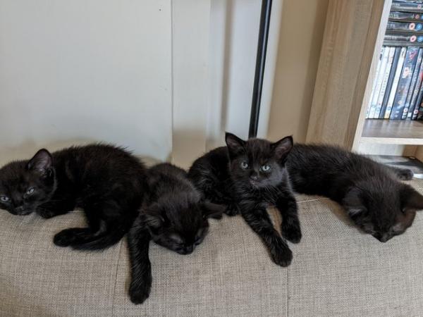 Image 4 of Four beautiful kittens for sale available now