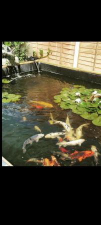 Image 2 of koi carps and sturgeon Rehoming services, 100% hobby.