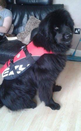 Image 3 of Ezydog water harness for extra large dog