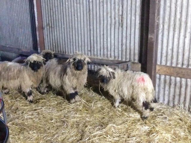 Preview of the first image of Valais Black Nose Pedigree Tup Lambs, Born 2023. For Sale ..