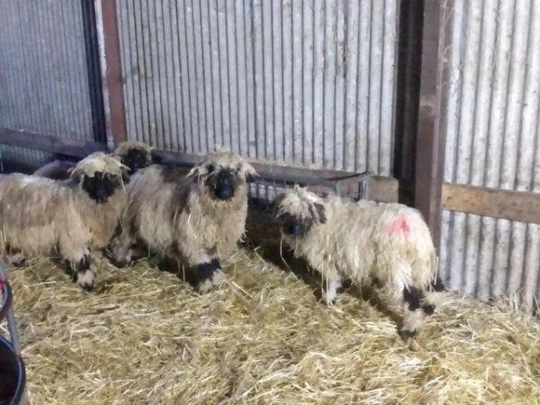 Image 1 of Valais Black Nose Pedigree Tup Lambs, Born 2023. For Sale .