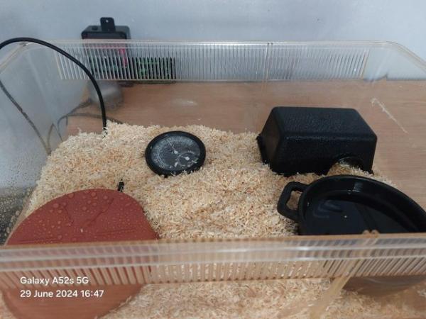 Image 9 of Anery Male corn snake and starter setup for sale