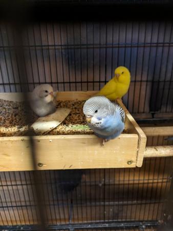 Image 5 of Baby budgies ready for homes