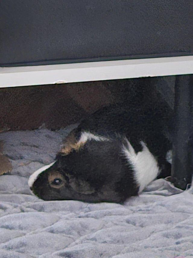 Preview of the first image of 3 beautiful female guinea pigs.