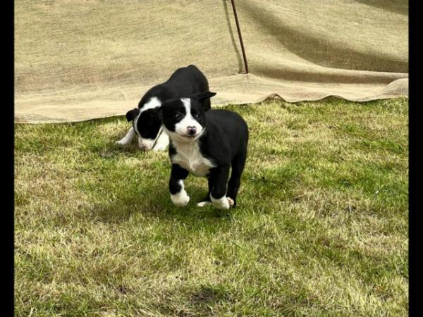Image 15 of READY NOW One border collie girl puppy !!! One boy puppy !!!
