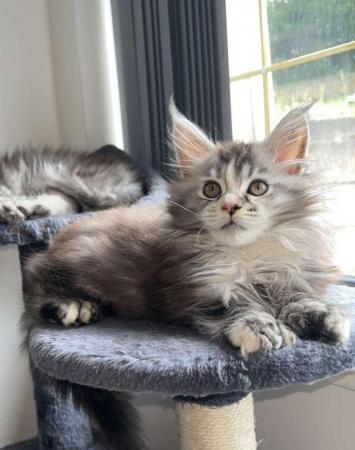 Image 15 of Stunning polydactyl maine coon girls