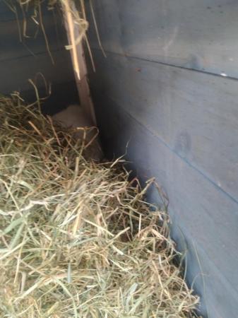 Image 5 of Guinea pigs 2 x boars needing to find forever home