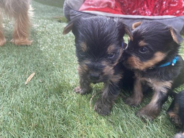 Image 20 of Yorkshire terrier puppies