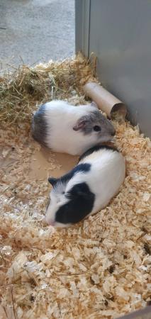 Image 1 of Baby female Guinea pigs available