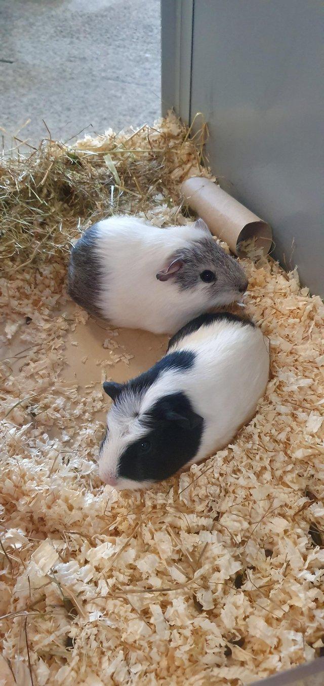 Preview of the first image of Baby female Guinea pigs available.