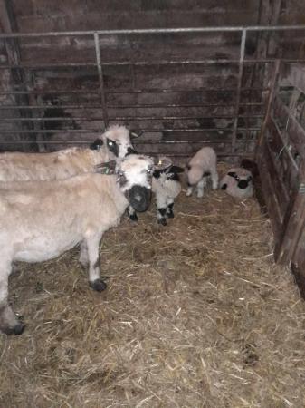 Image 3 of Sheep and lambs for sale