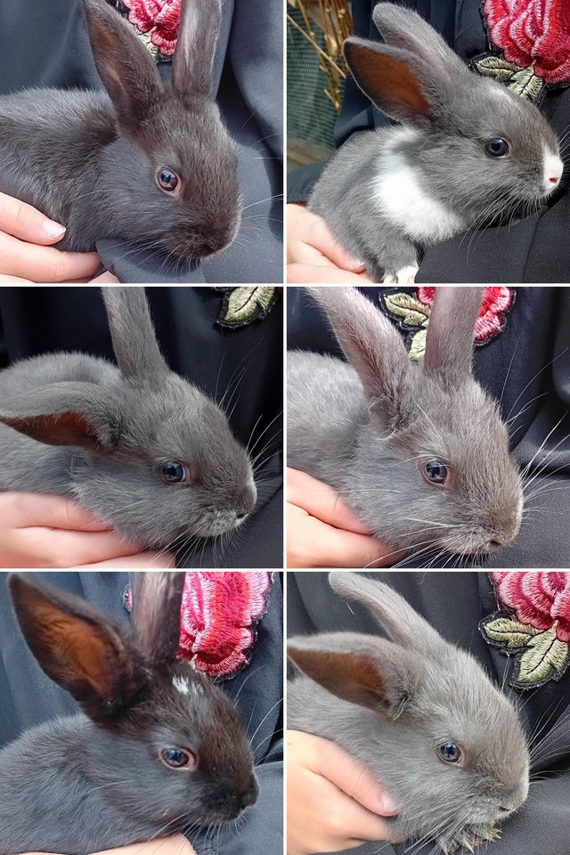 6 week old baby rabbits — Pets & Animals in Chelmsford