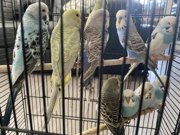 Image 4 of Budgies for sale in Peterborough