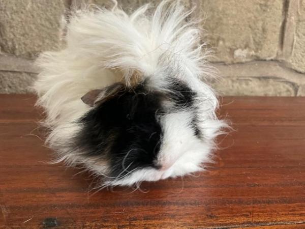 Image 8 of Stunning young curly longhaired male Guinea Pig