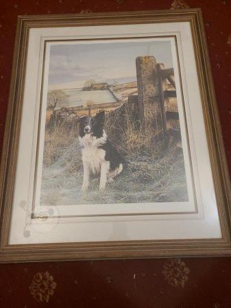 Image 10 of 11 Steven Townsend Limited Edition Prints - Border Collies