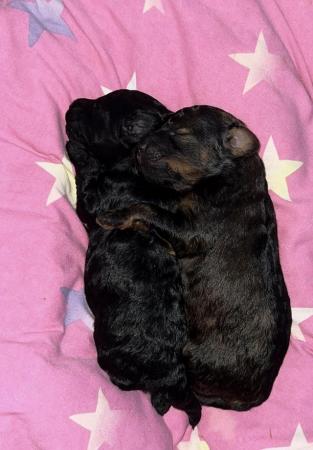 Maltipoo puppies / toy poodle for sale in Leeds, West Yorkshire - Image 6