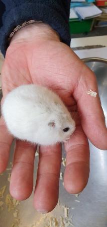 Image 4 of Russian Dwarf Hamsters Available Now