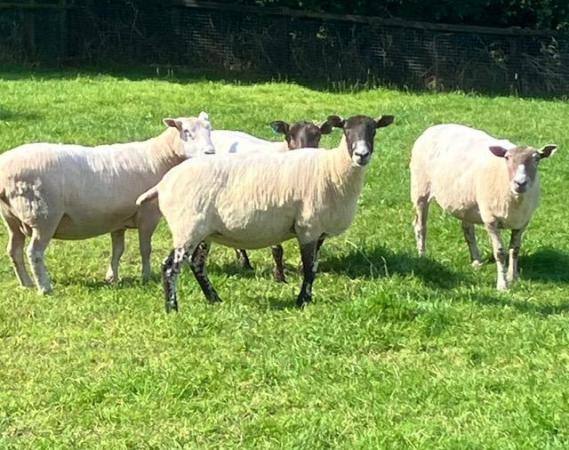 Image 2 of Full mouthed Ewes for sale
