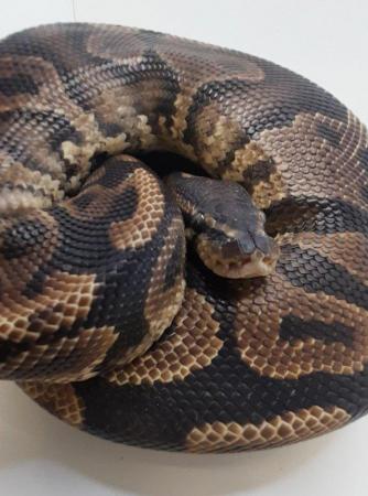 Image 4 of 1.30Kg weight Male Yellow Belly Pos Het Ringer Ball Python