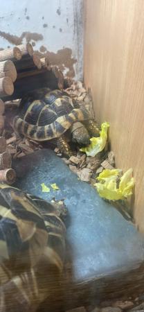 Image 6 of Two Male/Female Hermanns Tortoise with Full Set Up