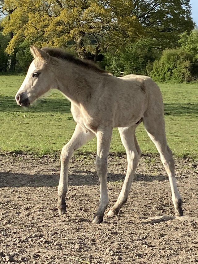 Preview of the first image of Buckskin 2024 registered AQHA colt.