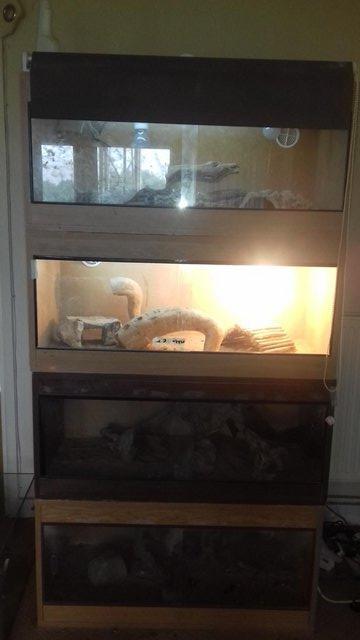 Preview of the first image of Do you have Bearded Dragon that is looking for a new home?.