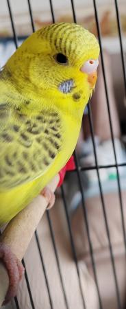 Image 2 of Beautiful Baby Budgies available