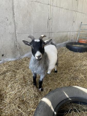 Image 1 of Beautiful Pygmy goat wether!