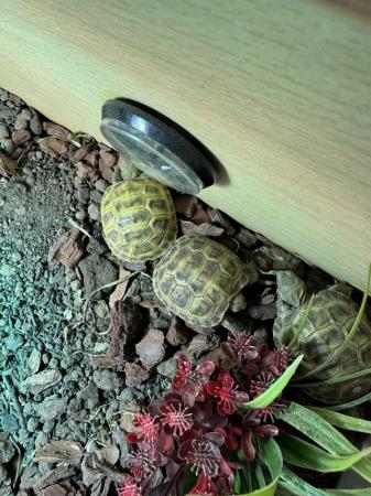 Image 4 of Horsefield Tortoise for sale