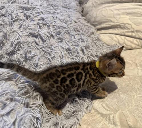 Image 7 of Tica bengal kittens for sale!