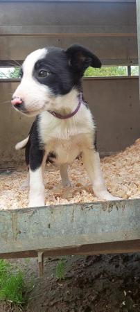 Image 7 of **READY NOW** Working Farm Border Collie Puppies for Sale
