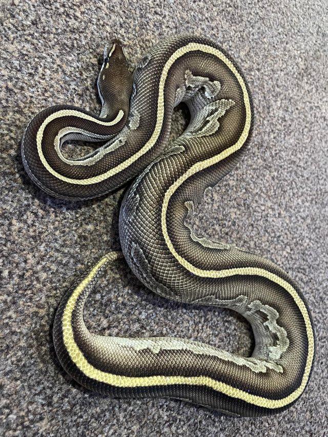 Preview of the first image of Royal pythons lookingfor new homes.