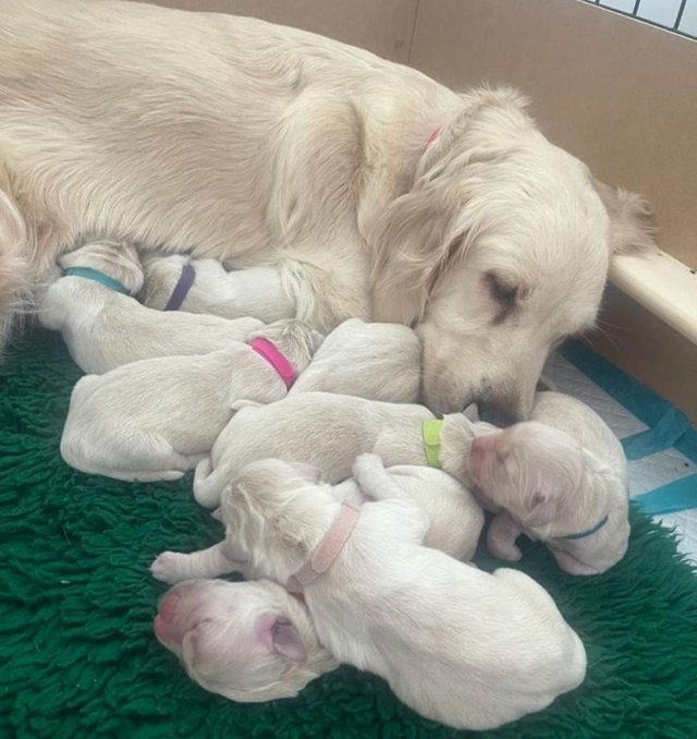 Preview of the first image of Gorgeous Golden retriever puppies.