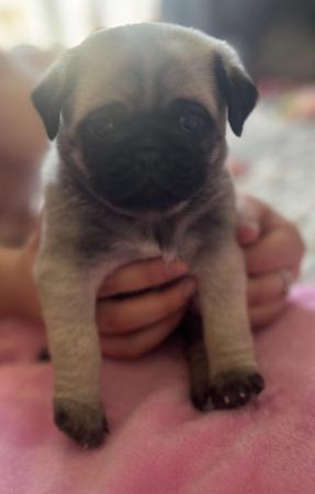 Image 8 of 3 Gorgeous Little Pug Puppies