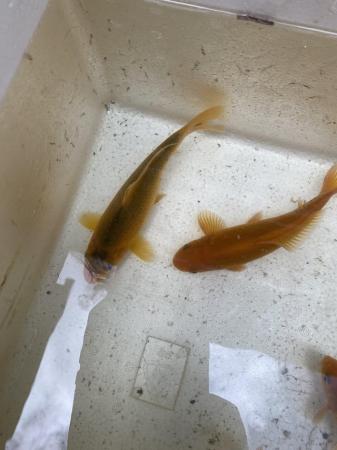 Image 2 of 5 yellow/ orange goldfish.