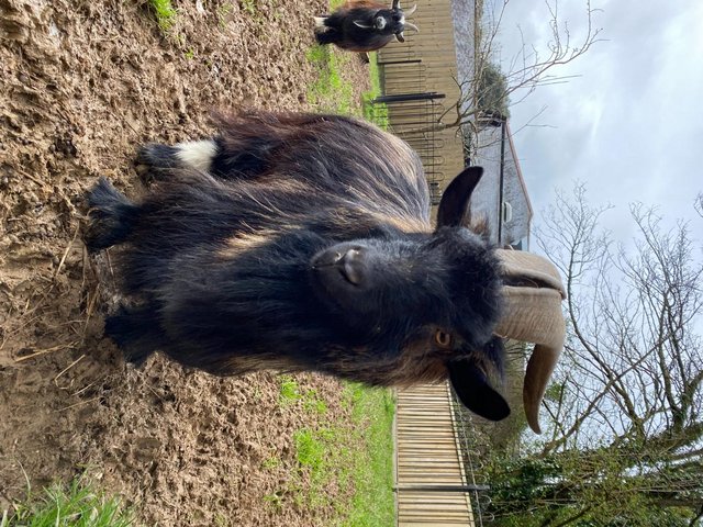 Preview of the first image of 4 Pygmy Goats for sale- 3 nannies and 1 wether.