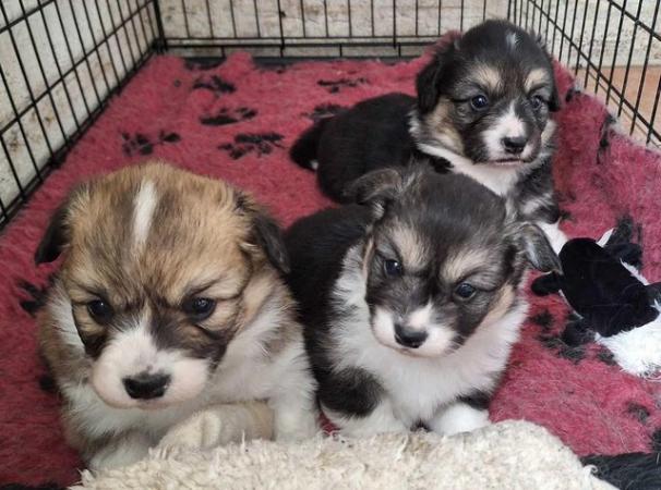 Image 7 of 3 Gorgeous KC Corgi Puppies for Sale