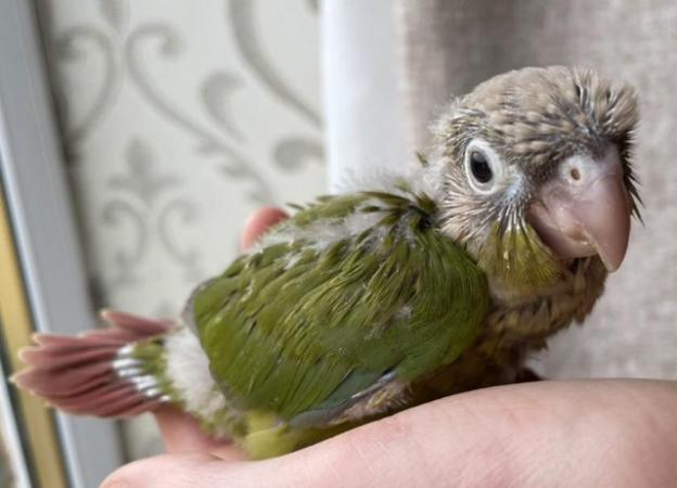 Image 6 of Baby conures for sale -incredibly tame, healthy and young