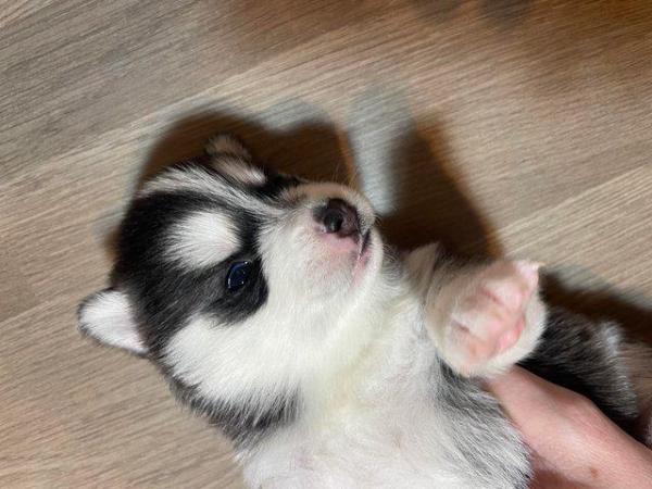 Image 9 of STUNNING RARE POMSKY PUPS-NOW OPEN TO REASONABLE OFFERS!