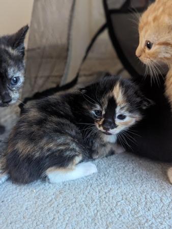 Image 7 of 5 kittens for sale 2 gingers and 3 bark speckled,
