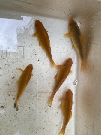 Image 3 of 5 yellow/ orange goldfish.
