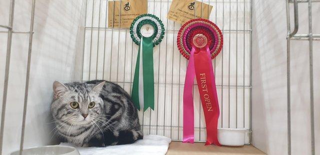 Image 34 of BSH Classic Silver Tabby