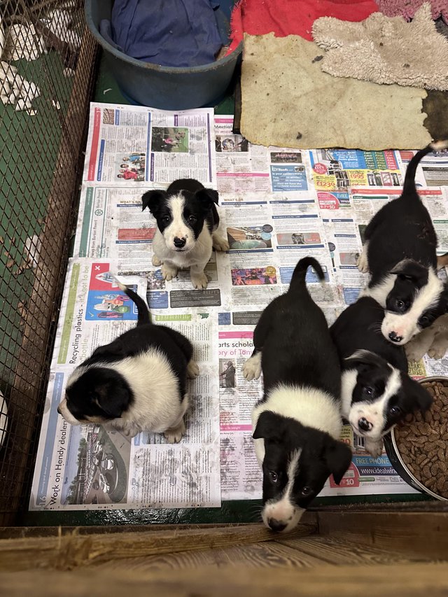 Preview of the first image of 4 beautiful border collie dog puppies available.