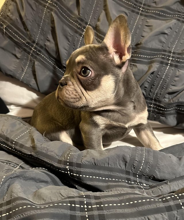 Preview of the first image of Beautiful KC Registered French Bulldog Puppy SOLD.