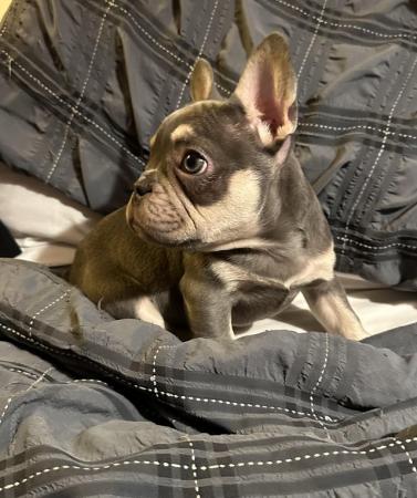 Image 1 of Beautiful KC Registered French Bulldog Puppy SOLD