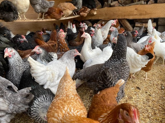 Preview of the first image of 15 Breeds of POL Garden Chickens In Stock To Take Away.